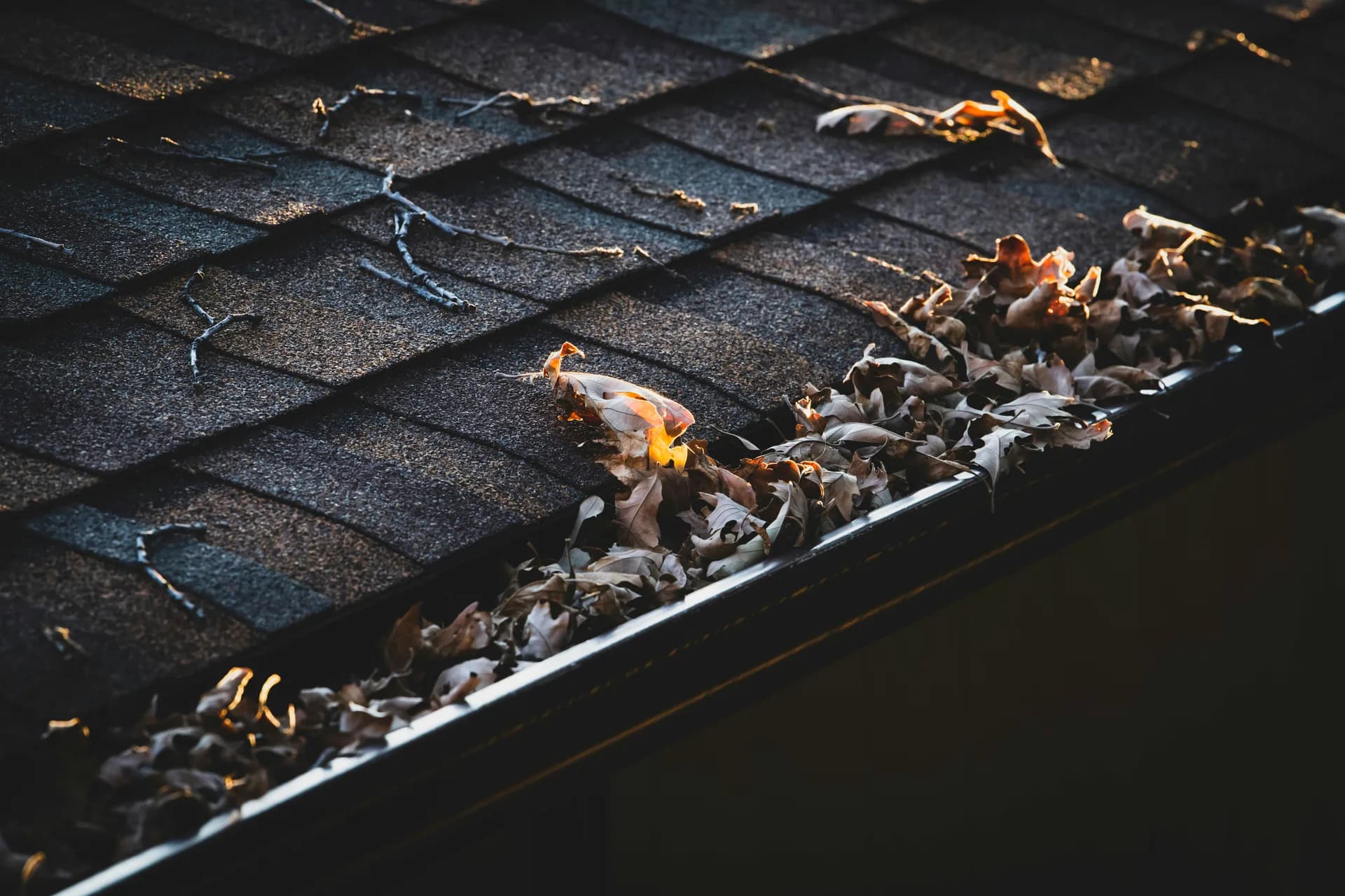 Fallen autumn leaves clogging a roof gutter with weathered asphalt shingles in golden hour lighting