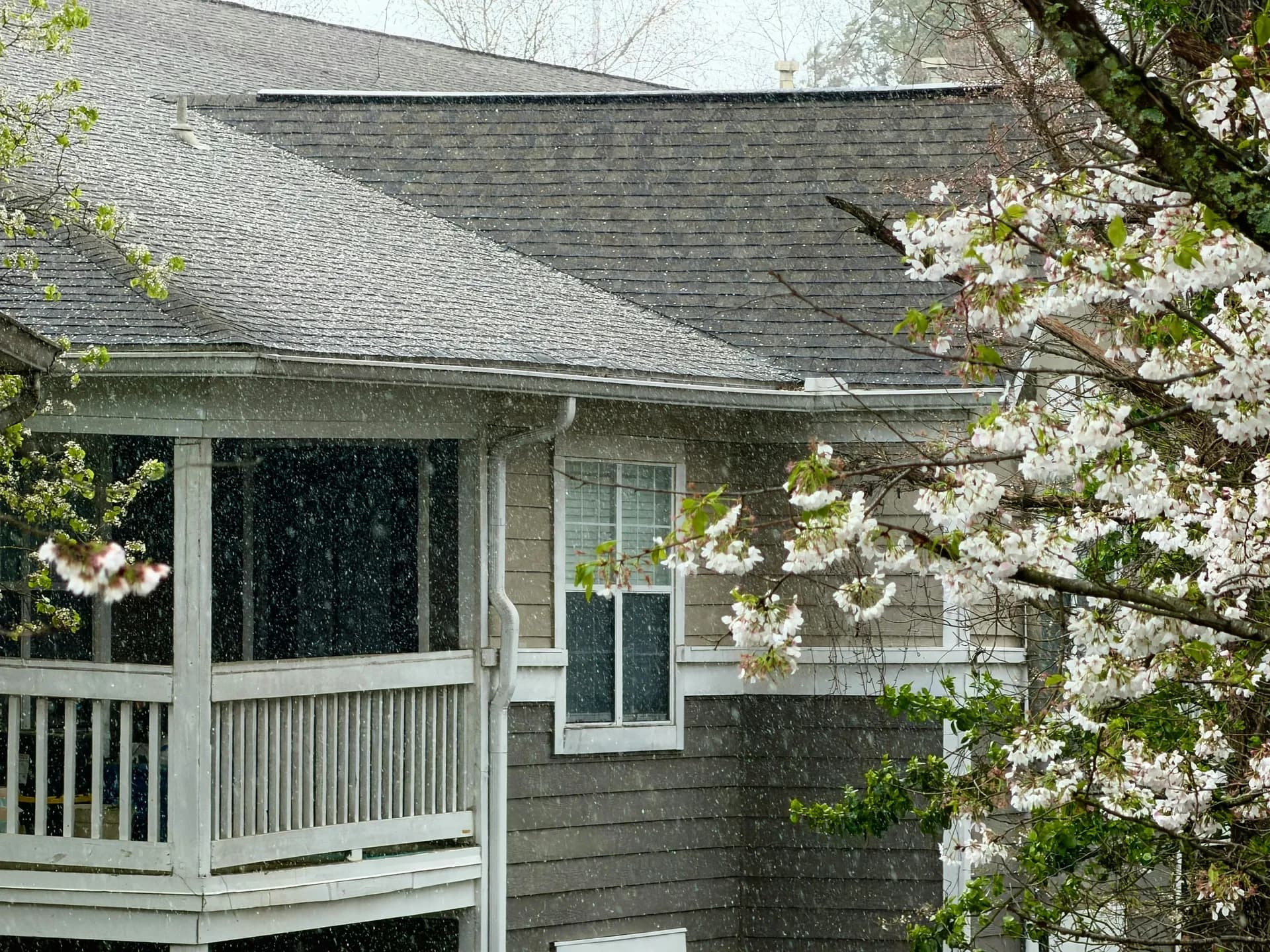 Gray house with white porch during spring snowfall, with blooming white flowers in foreground