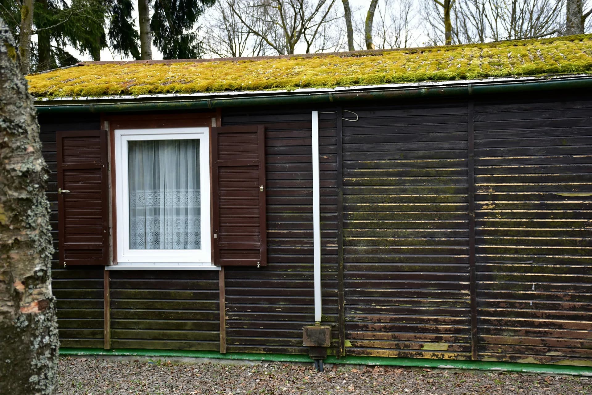 Weathered wooden cabin with moss-covered roof, white window with shutters, and white door surrounded by trees