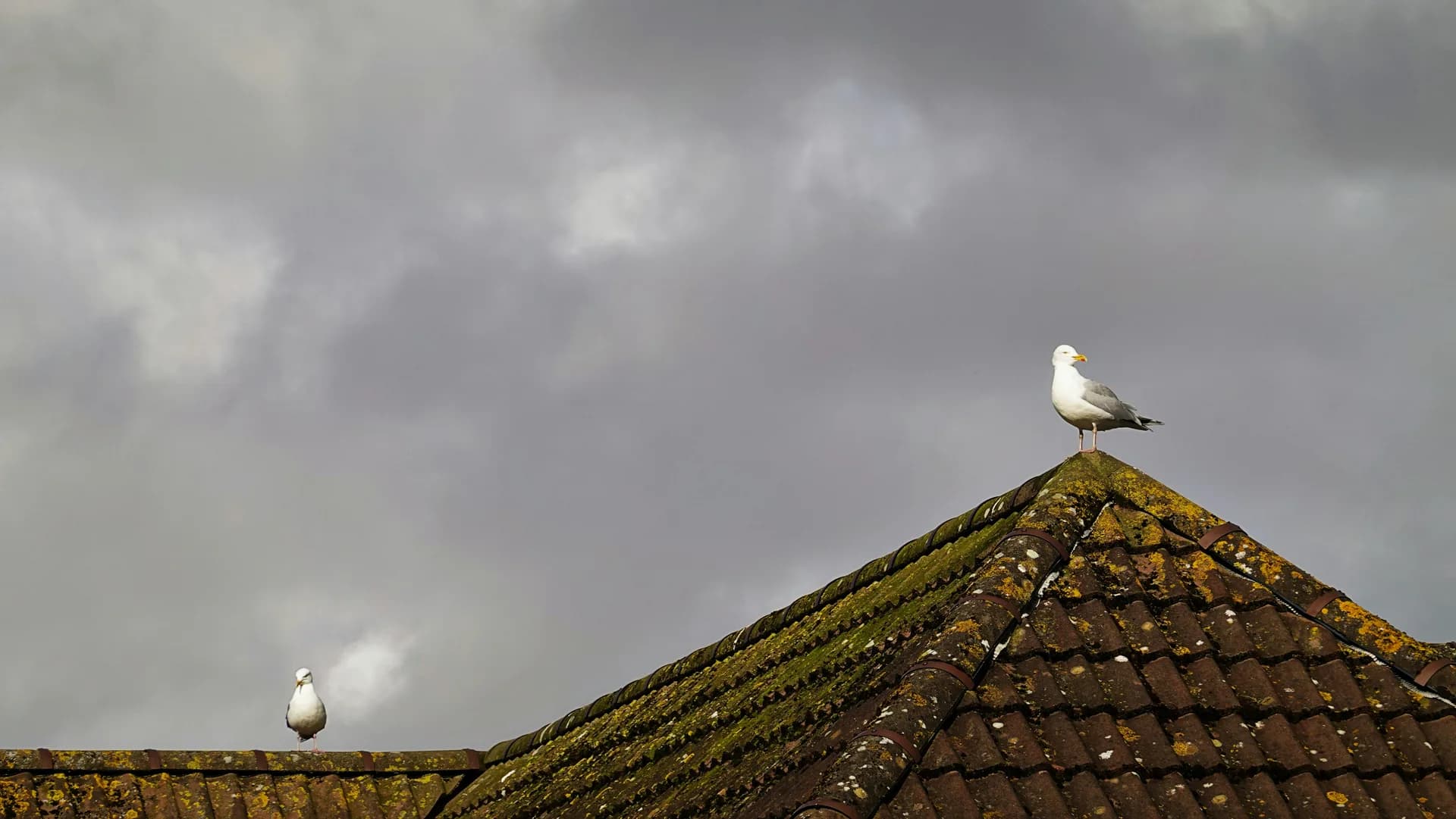Two seagulls perched on a moss-covered tiled roof under stormy gray clouds