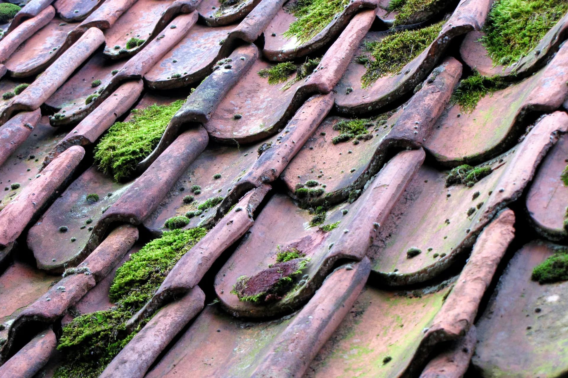 Weathered terracotta roof tiles with green moss growing on aged clay surface in overlapping pattern