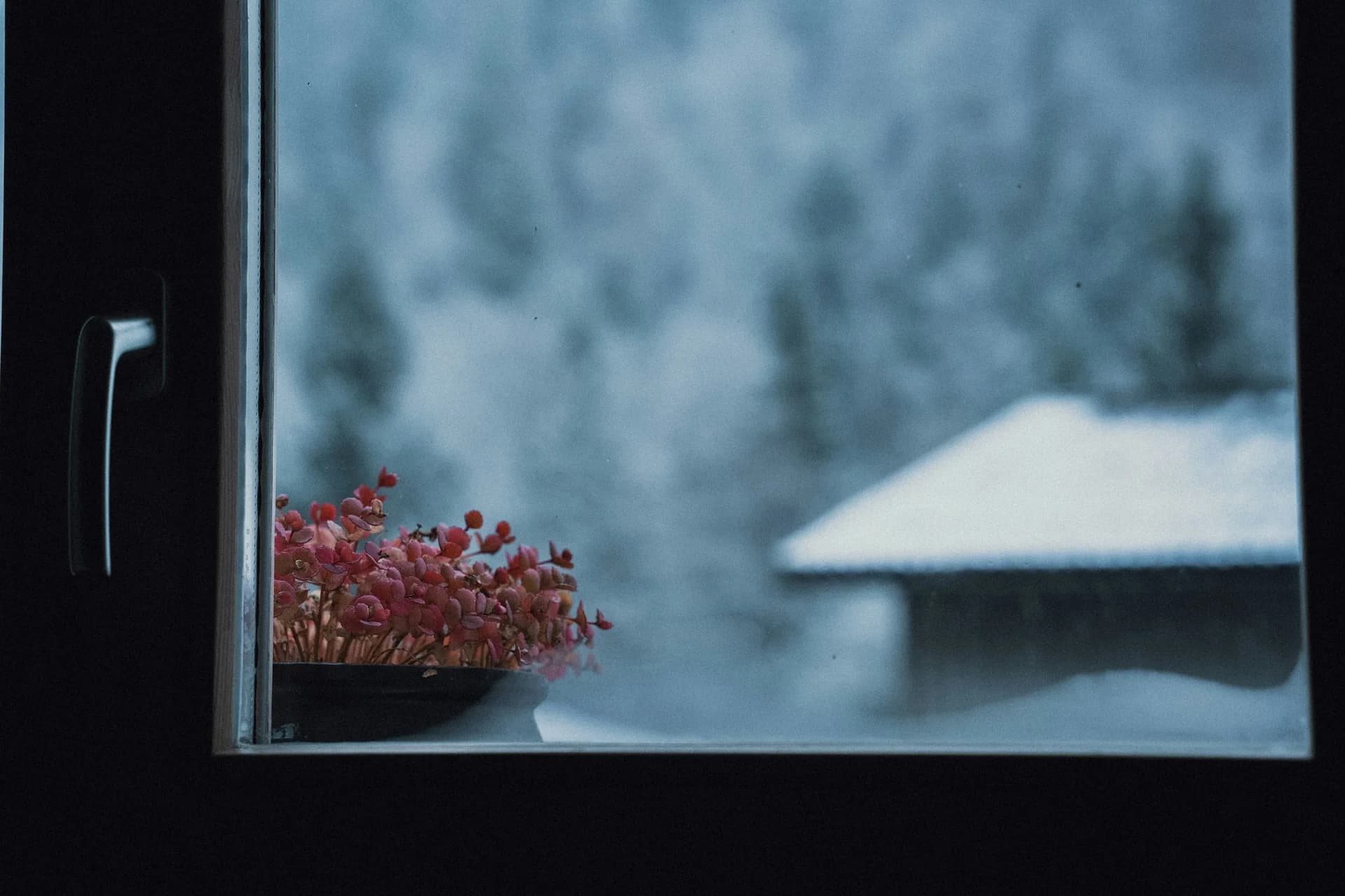 Pink flowers in pot on windowsill overlooking snowy winter landscape with trees and building