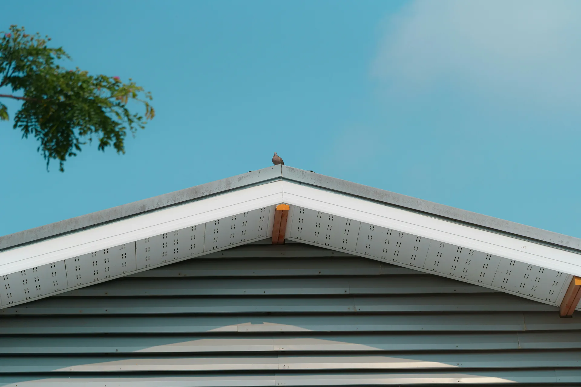 Bird perched on peaked roof of house with blue siding against clear blue sky